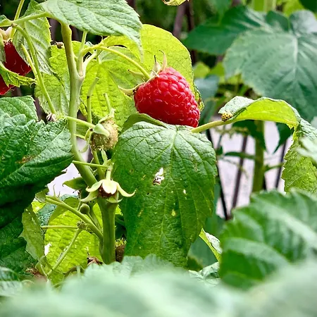 Nad Mlynowka Appartement *