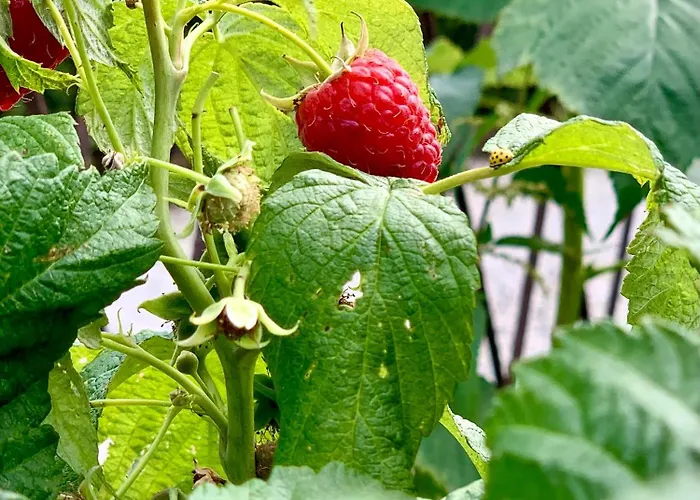 Nad Młynówką Apartament *